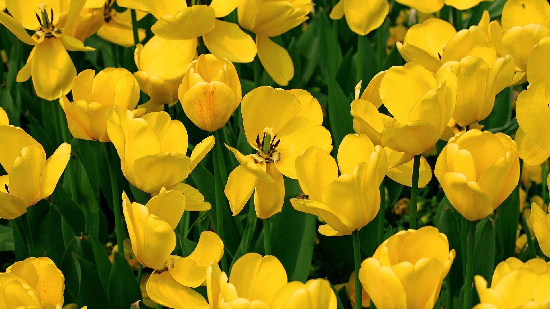 10月5日 11日爱情运势 红娘垂帘 幸福蔓延的四大星座 网站目录 小程序目录 公众号目录 行业大全