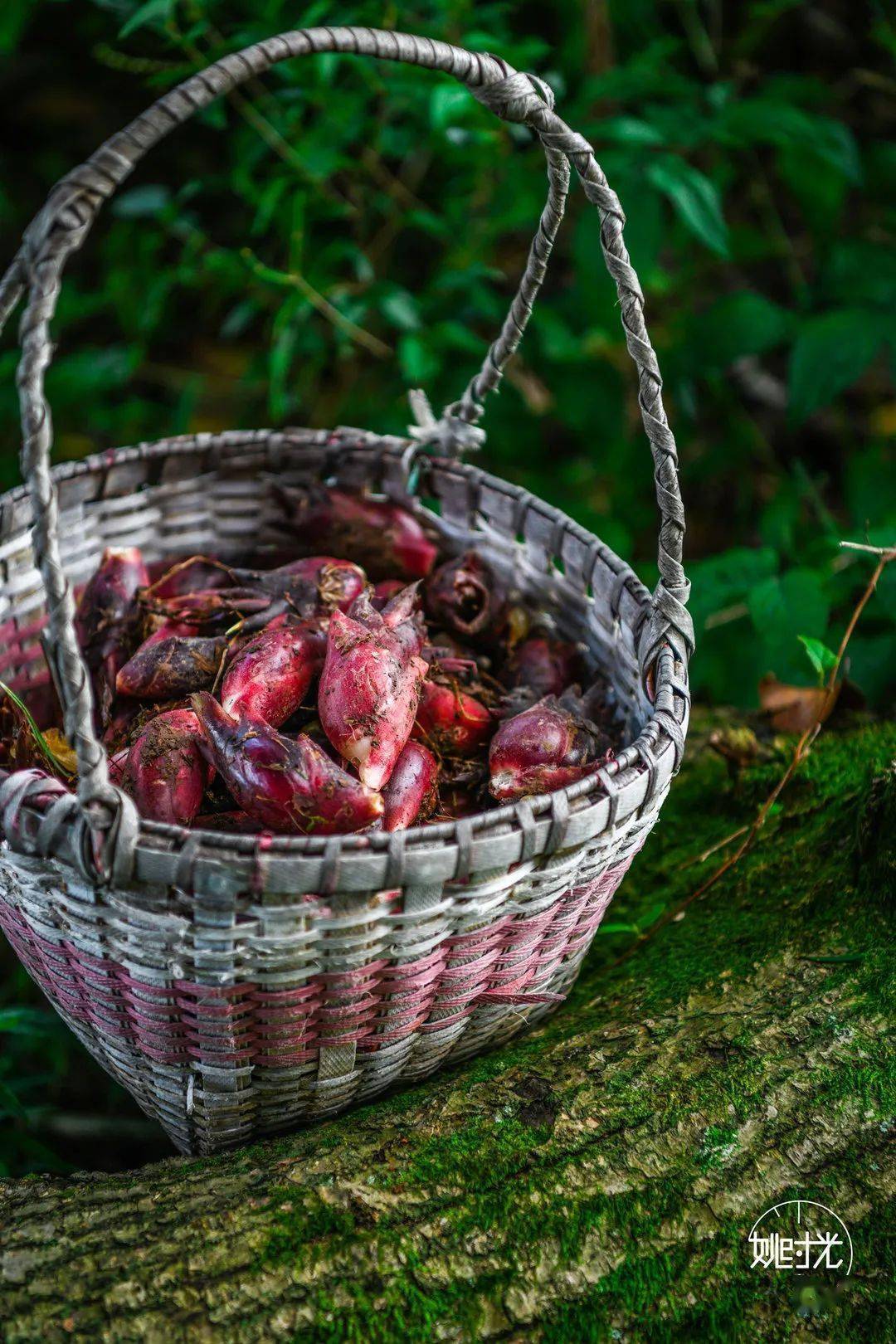 四明山上这种养在深山无人识的"怪菜",你一定没吃过!_生姜_食用_余姚