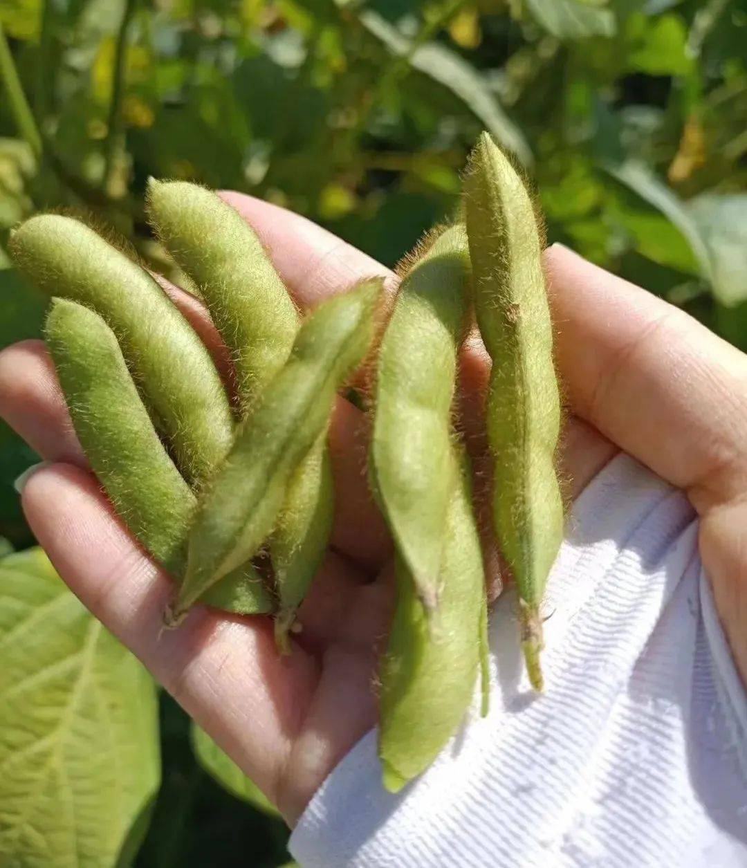 秋意渐浓风光好 秋收在望五谷丰——大豆篇_种植户_农业_进行