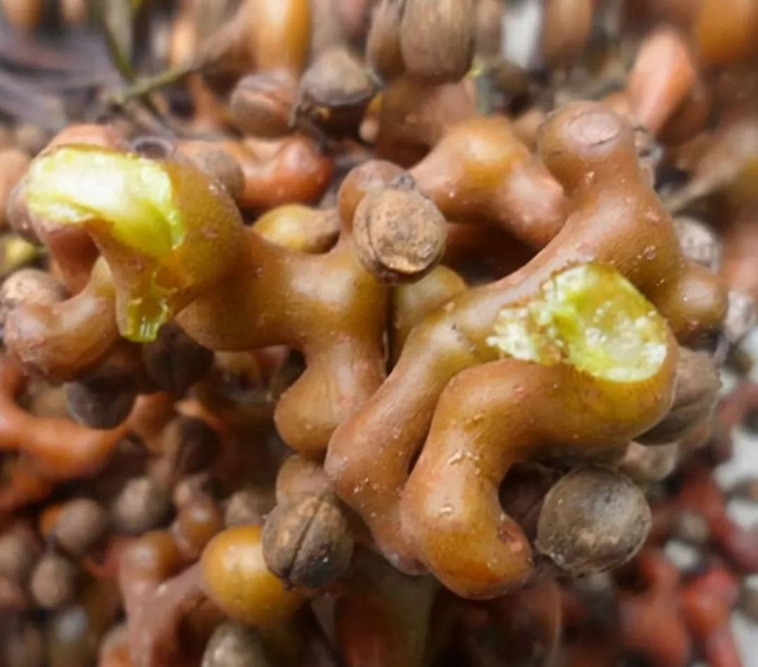 万寿果树的学名叫做拐角树,它还有别称就是鸡爪子,金钩梨,万寿果.