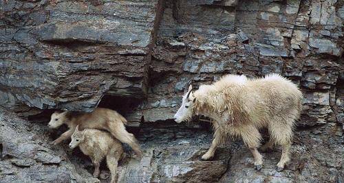世界最奇特山羊：能飞檐走壁，一生从不下悬崖！