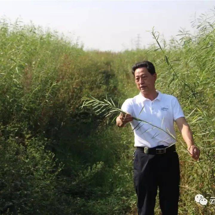 【乡村振兴云梦实践】云梦首个杞柳基地长势喜人_种植_云梦县_军港