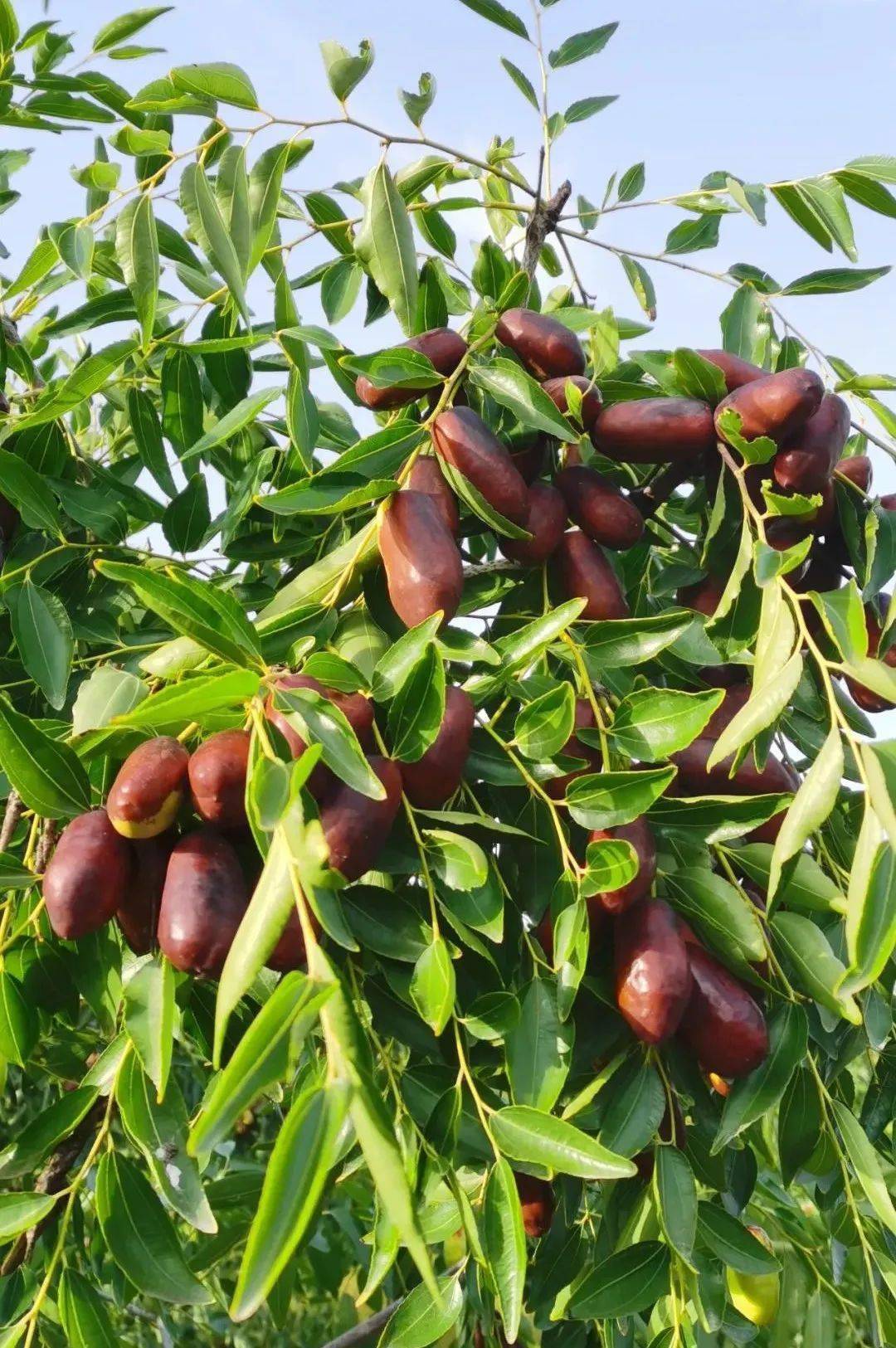 全国包邮丨灵武长红枣现采现发!只需29.9元起!_种植_美味_自然