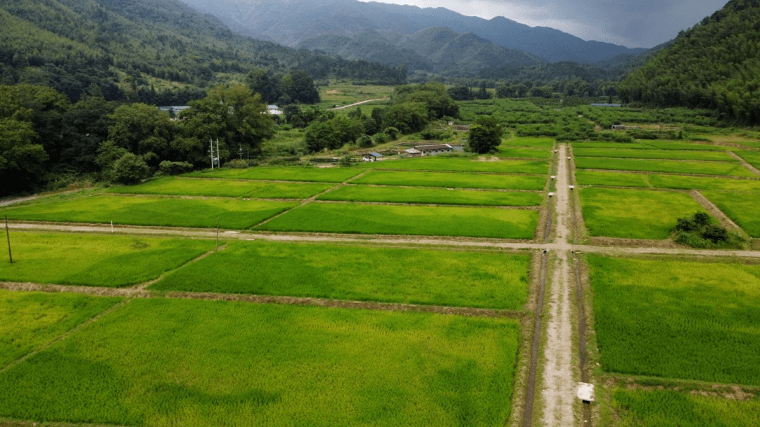 【赣州三农】龙南市九连山镇:打好"三张牌" 建好"高标田"_农田_建设