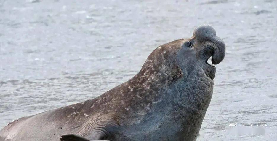 所以它们的猎食者也很多,大白鲨,虎鲸等都可以捕食象海豹,但同时象