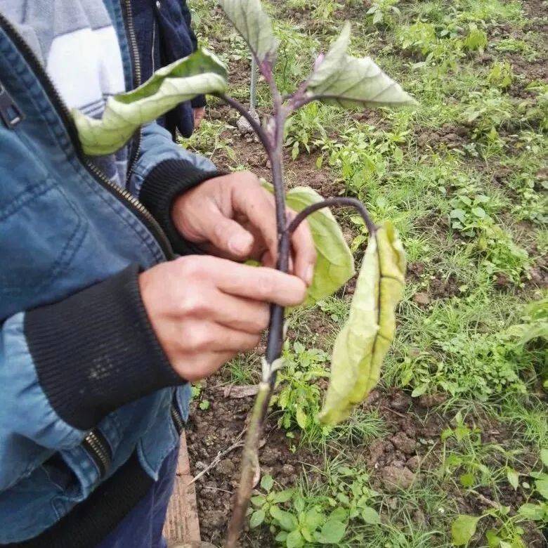 蔬菜幼苗出现黑根、烂根、死苗，用这个配方灌根，10天就能解决_病害_处理_可用于