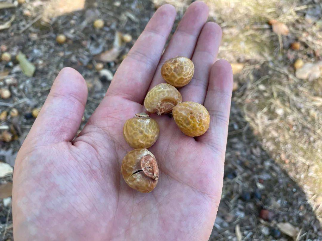 这种假龙眼熟了,放温水里搓能当洗洁剂,10元1斤,却常烂一地没人要