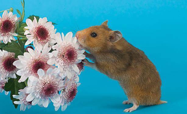 逃过初一逃不了十五:生肖鼠10月中"大劫"临身?