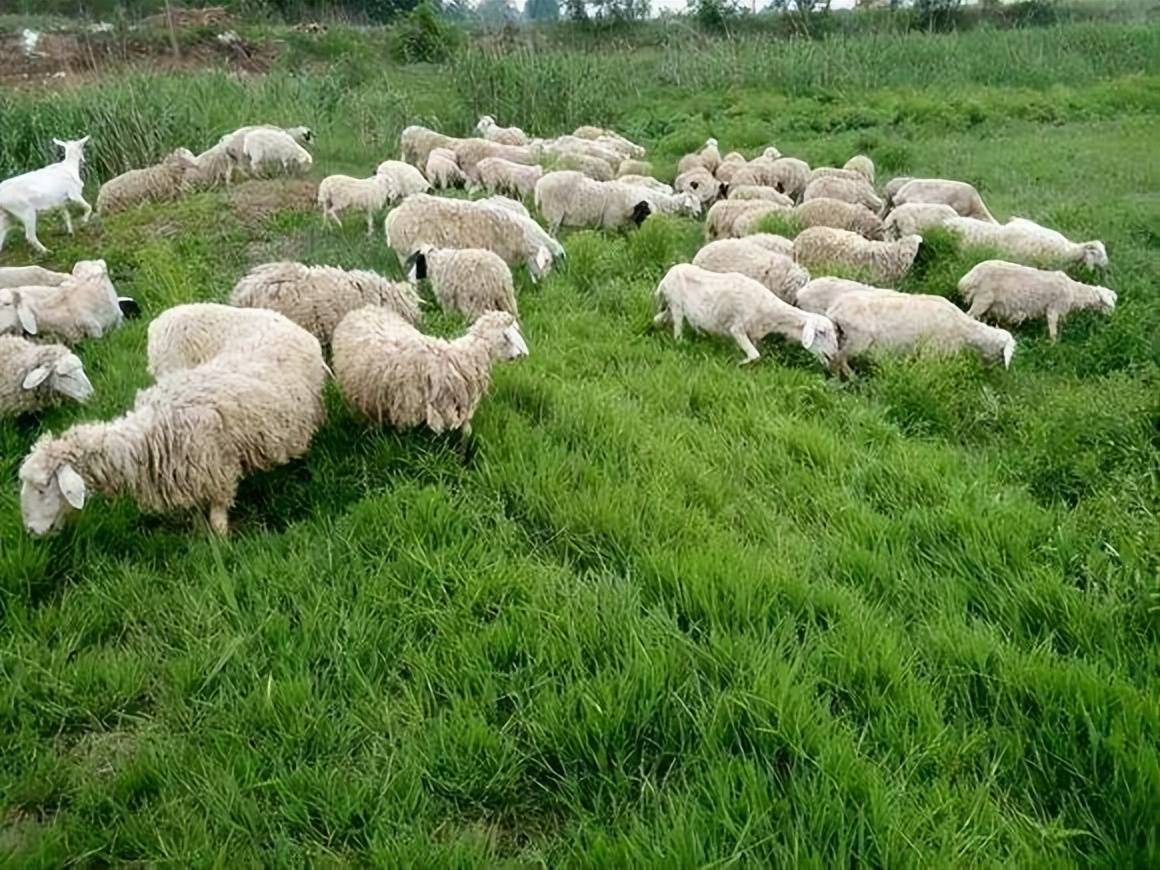 养多少羊一年能挣十万（十个养羊九个得病）