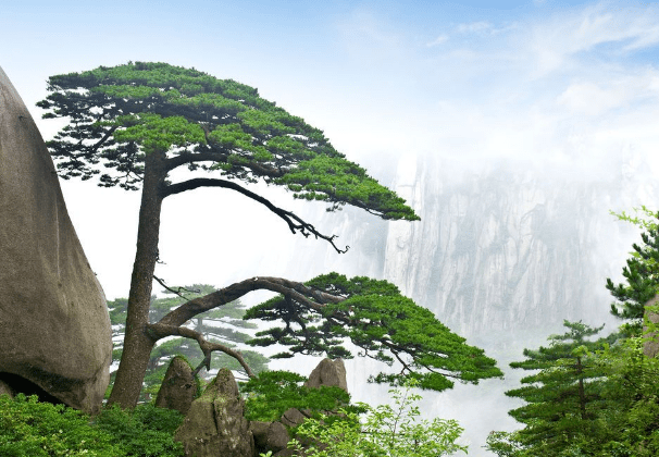 中国最珍贵的两棵树，一棵在福建一棵在安徽，24小时都有专人守卫