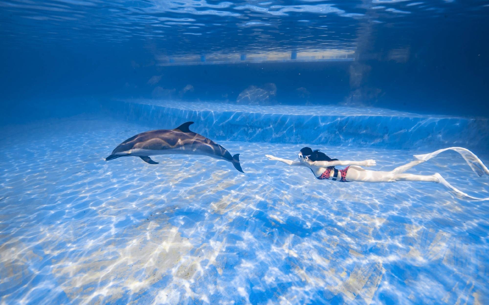 章佳怡晒与海豚一起游泳写真,大长腿摆动,大片一般,十分唯美_潜水