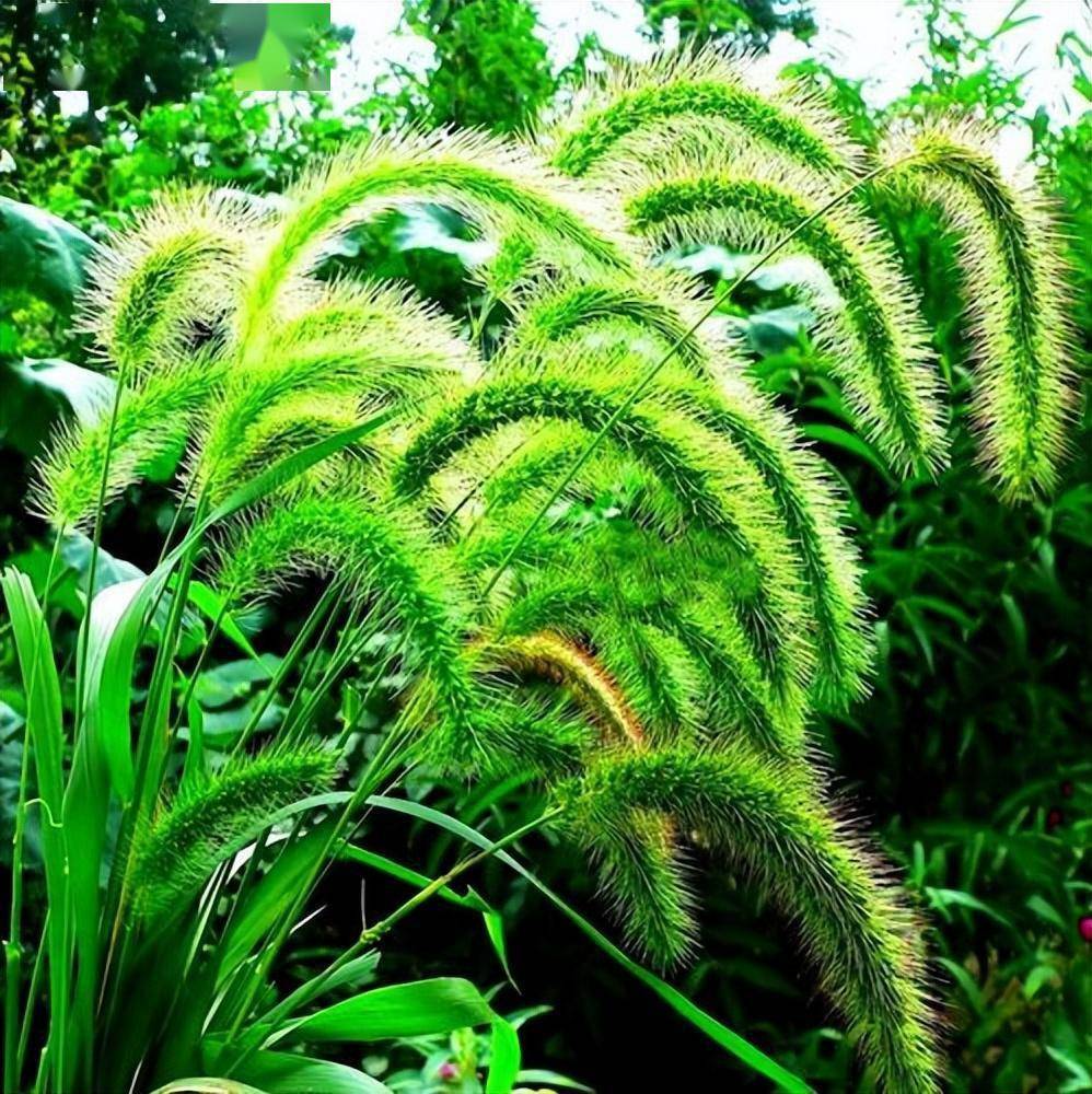 乡土散文:狗尾巴草_狗尾草_仙女_秋风