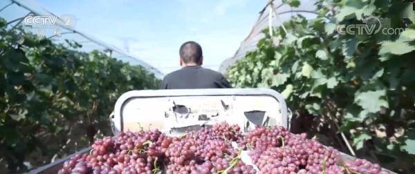 在希望的田野上 | 山西永济5万亩晚熟葡萄丰收 小小葡萄成“致富果”