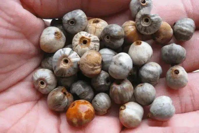 小众文玩———草珠子_盛世_zei_来源