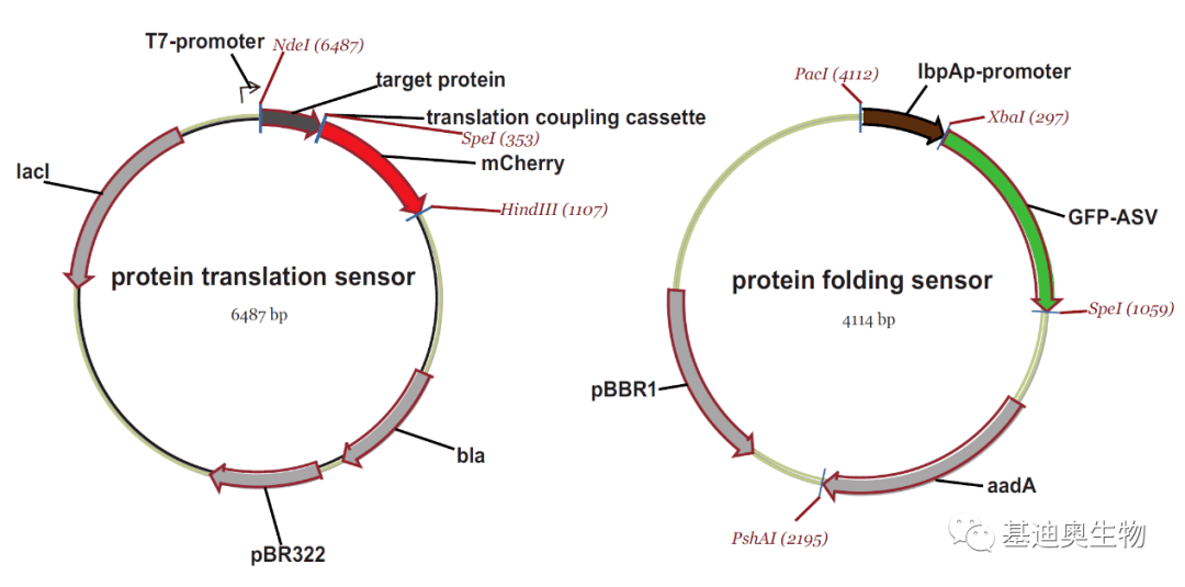 如何绘制漂亮的载体示意图？_工具_参考_箭头