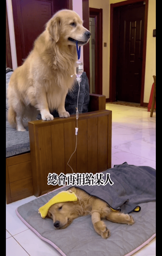 金毛弟弟生病了打点滴,金毛哥哥帮忙叼着吊瓶,兄弟俩