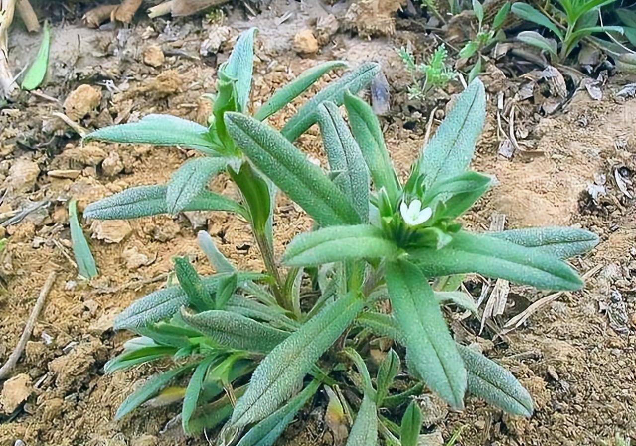 吡氟酰草胺主要封杀小麦田阔叶杂草