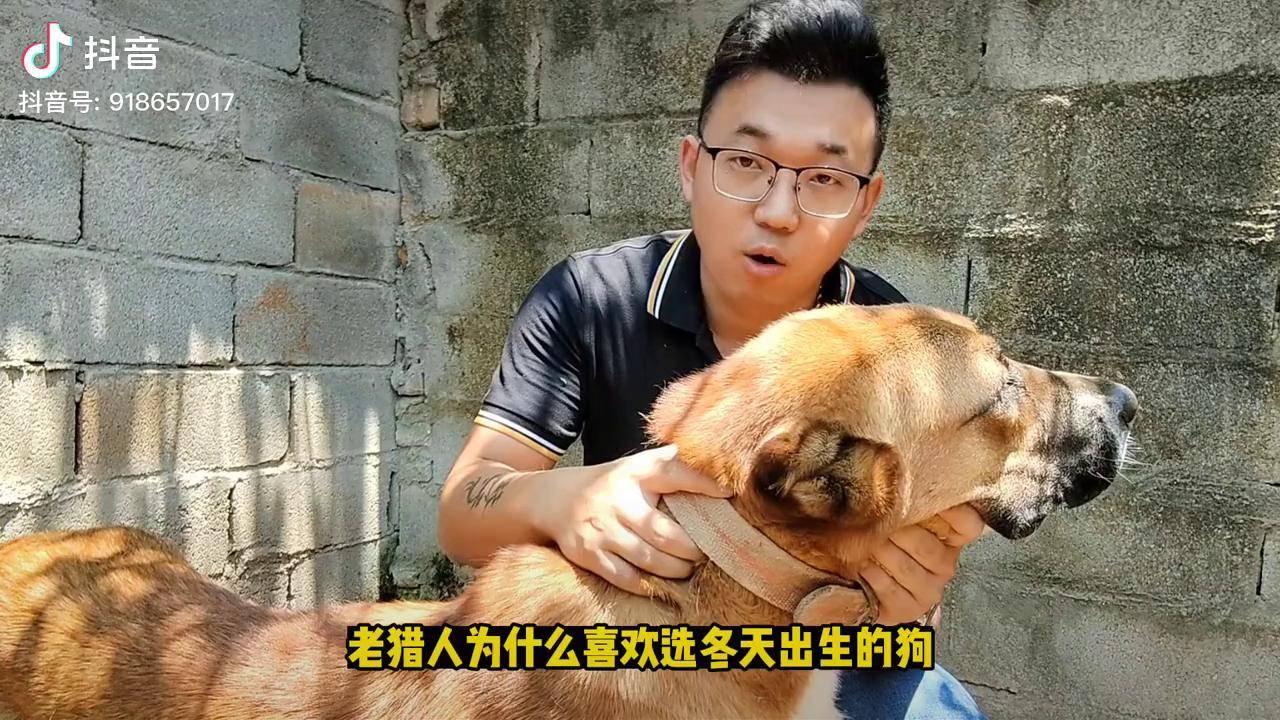 冬天为什么容易出狗王,老猎人选冬天出生的小狗有什么玄机宠物营养
