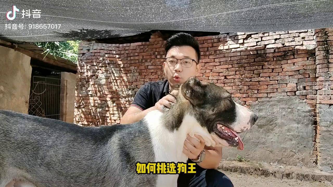 如何挑选狗王,老猎人只需要将狗抱起来就能挑出_狗王