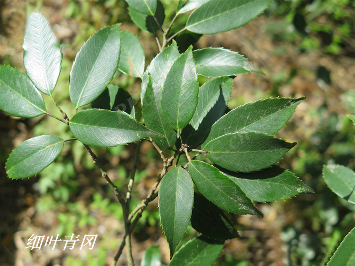 综上,陆玑《毛诗草木疏》说的"树叶细而歧锐"者,应该是指细叶青冈和