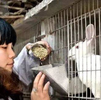 养兔技术要诀,句句经典!_家兔_单苗_消毒