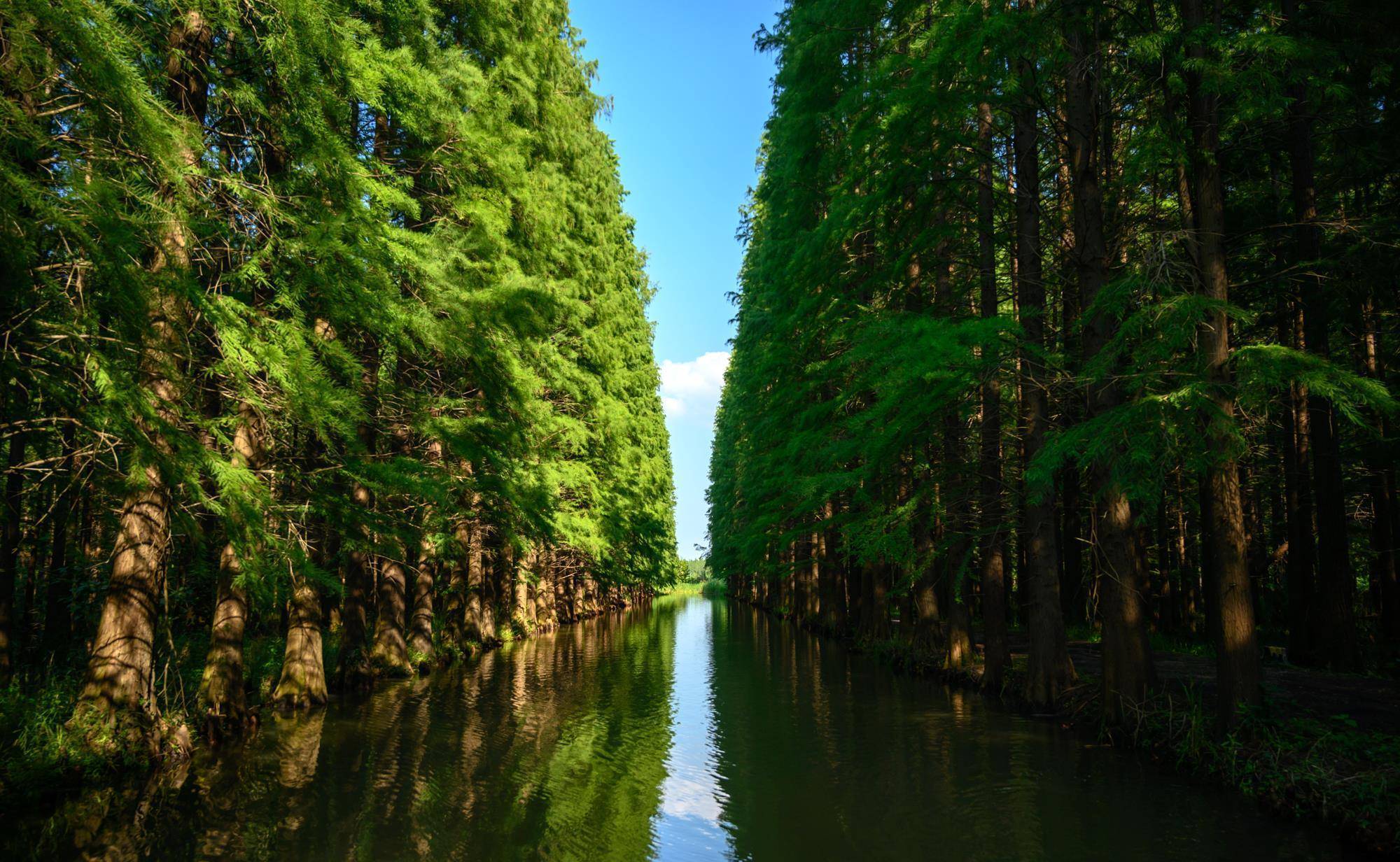 人知的水上森林,坐落在高邮湖畔,被誉为"水上兵马俑"_水杉_金湖_淮安