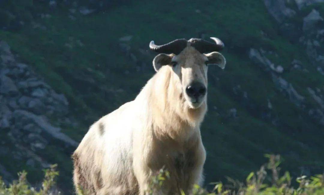 太白山中的萌宝_秦岭_中国_动物