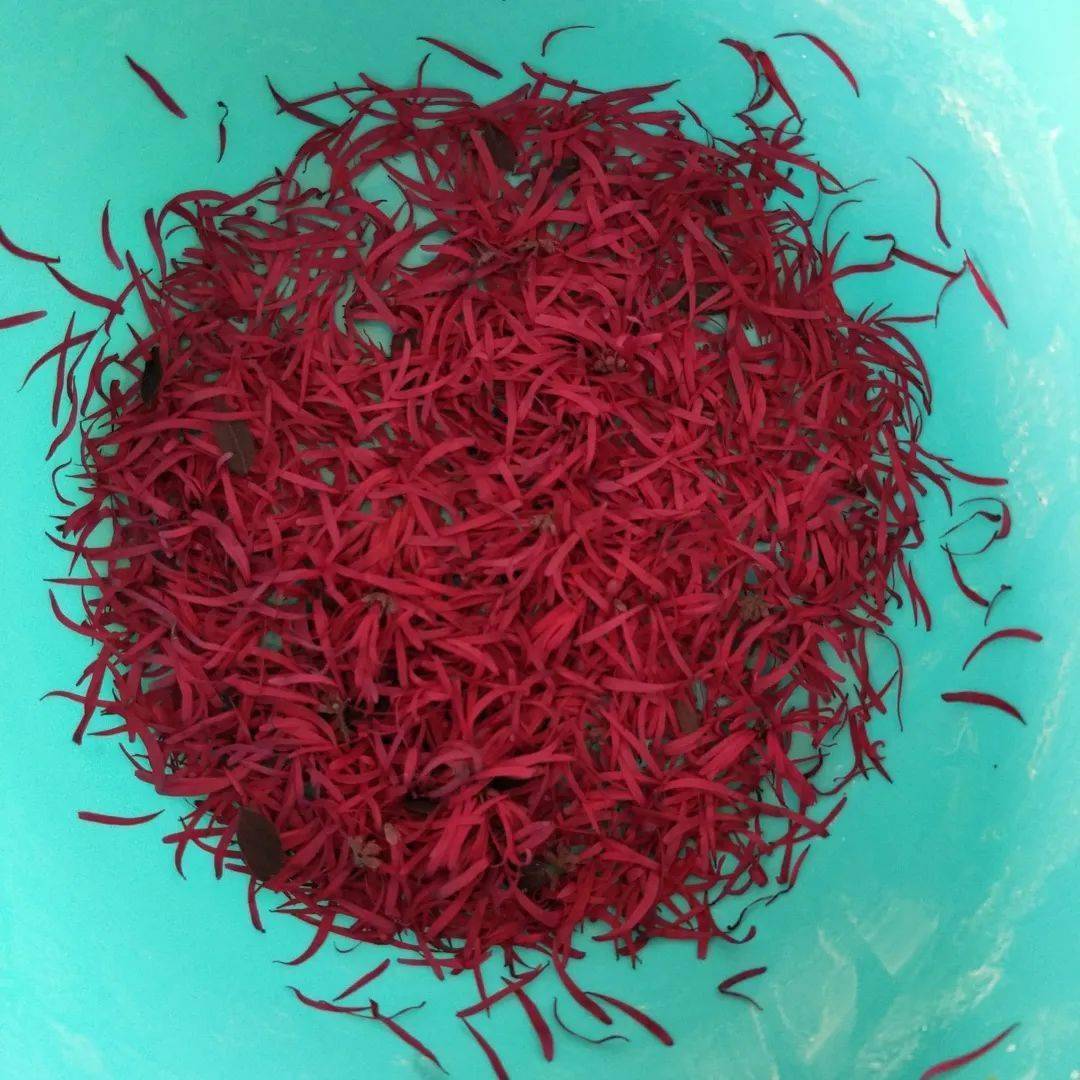 板蓝根,一个神奇的染色匠!_叶子_颜色_进行