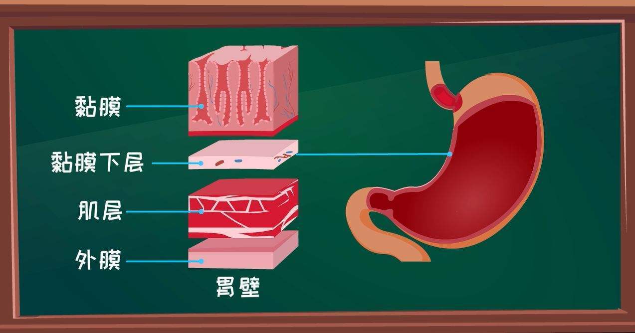 我们的胃,从里向外有四层:黏膜层,黏膜下层,肌层,浆膜层.