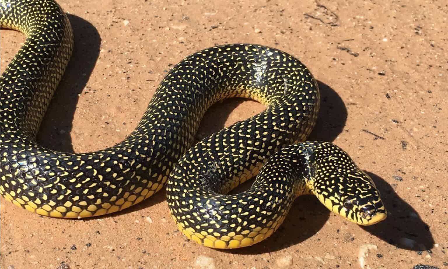 斑点王蛇斑点家蛇,或斑点岩蛇,生活在澳大利亚和南非的许多岩石地区
