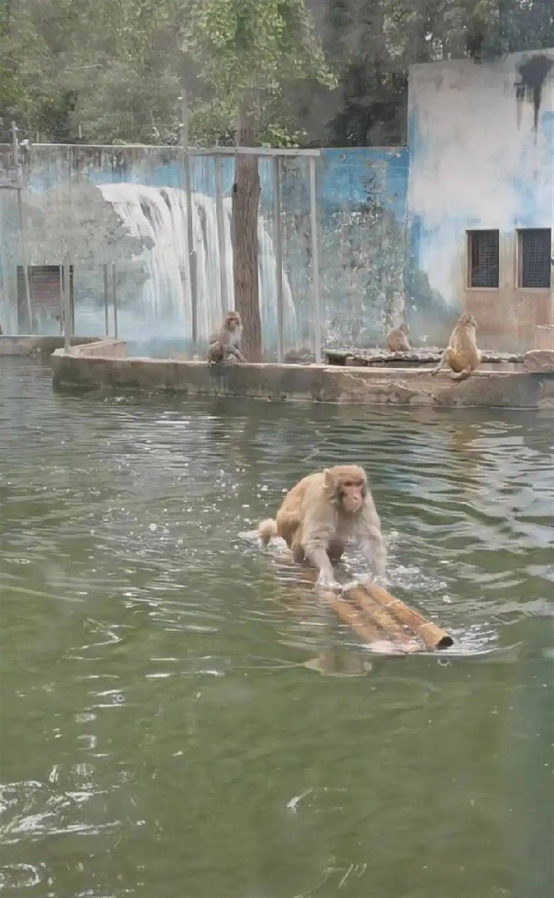 这只猴子竟然会划水！动物园：饲养员教的