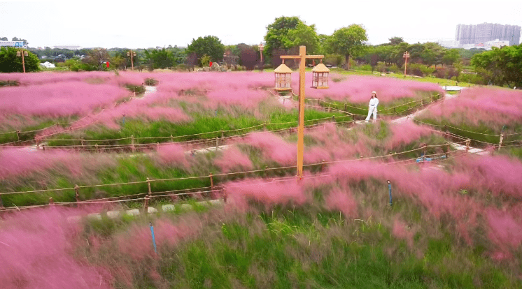 粉色_乱子_大自然