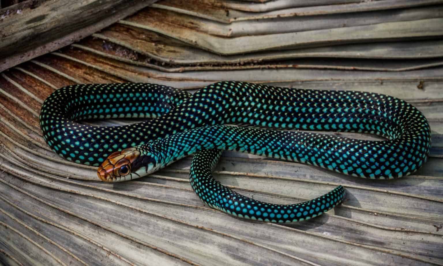 这些带斑点的蛇实在太漂亮了,盘点18种带斑点的蛇_生活_身体_snake