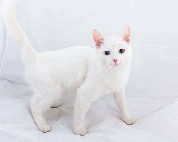 安哥拉猫用猫砂盆来养风靡全球_peppos_土耳其_白色
