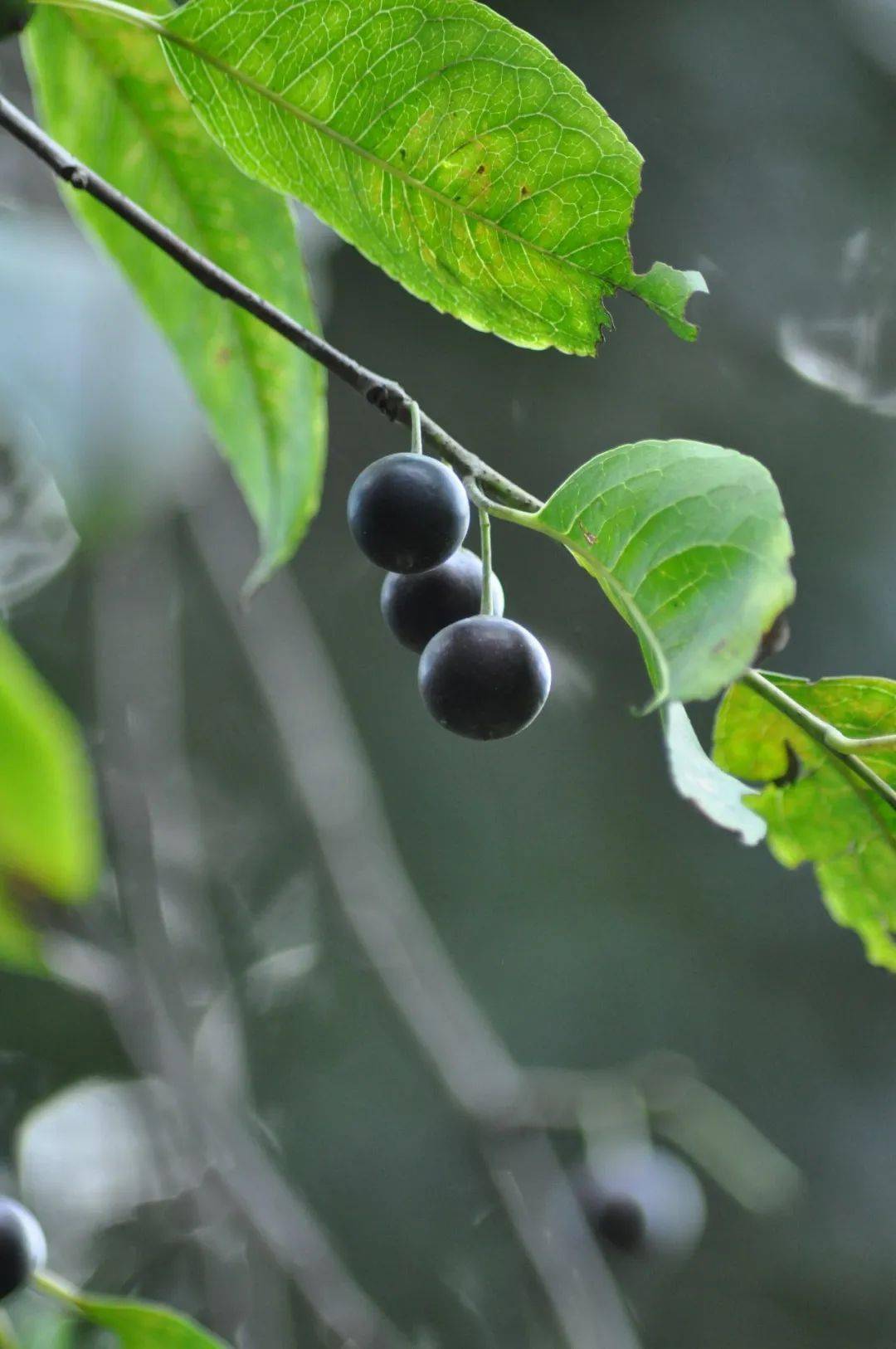 大果冬青天师栗长叶竹柏猴欢喜(不同生长阶段样貌不同)二球悬铃木柳杉