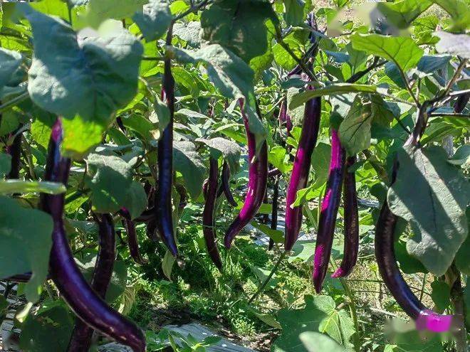 永嘉巽宅镇坭坑村民种植高山茄子促增收_桥下镇_董银青_销售