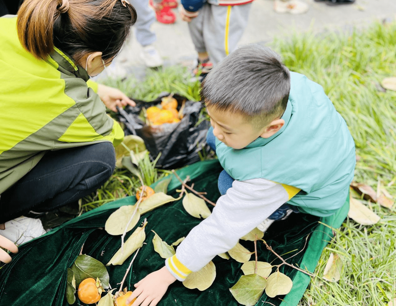 "柿"情画意秋收忙 ——西京学院幼儿园柿子采摘活动_小朋友_劳动_天真