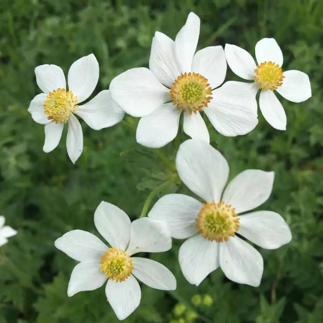 乌鲁木齐南山伏毛银莲花花海之小渠子花海(独此一处)_白色_野花_草原