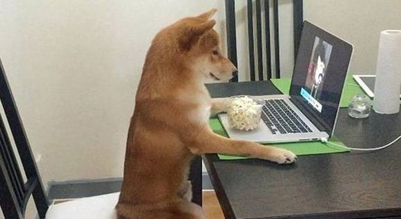 女主生病,柴犬不仅不安慰女主,还学女主玩电脑,气坏了女主!