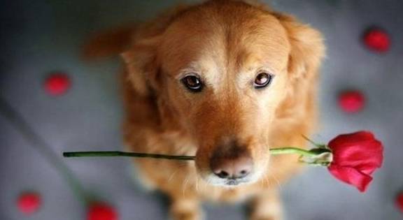 女主生病,柴犬不僅不安慰女主,還學女主玩電腦,氣壞了女主!