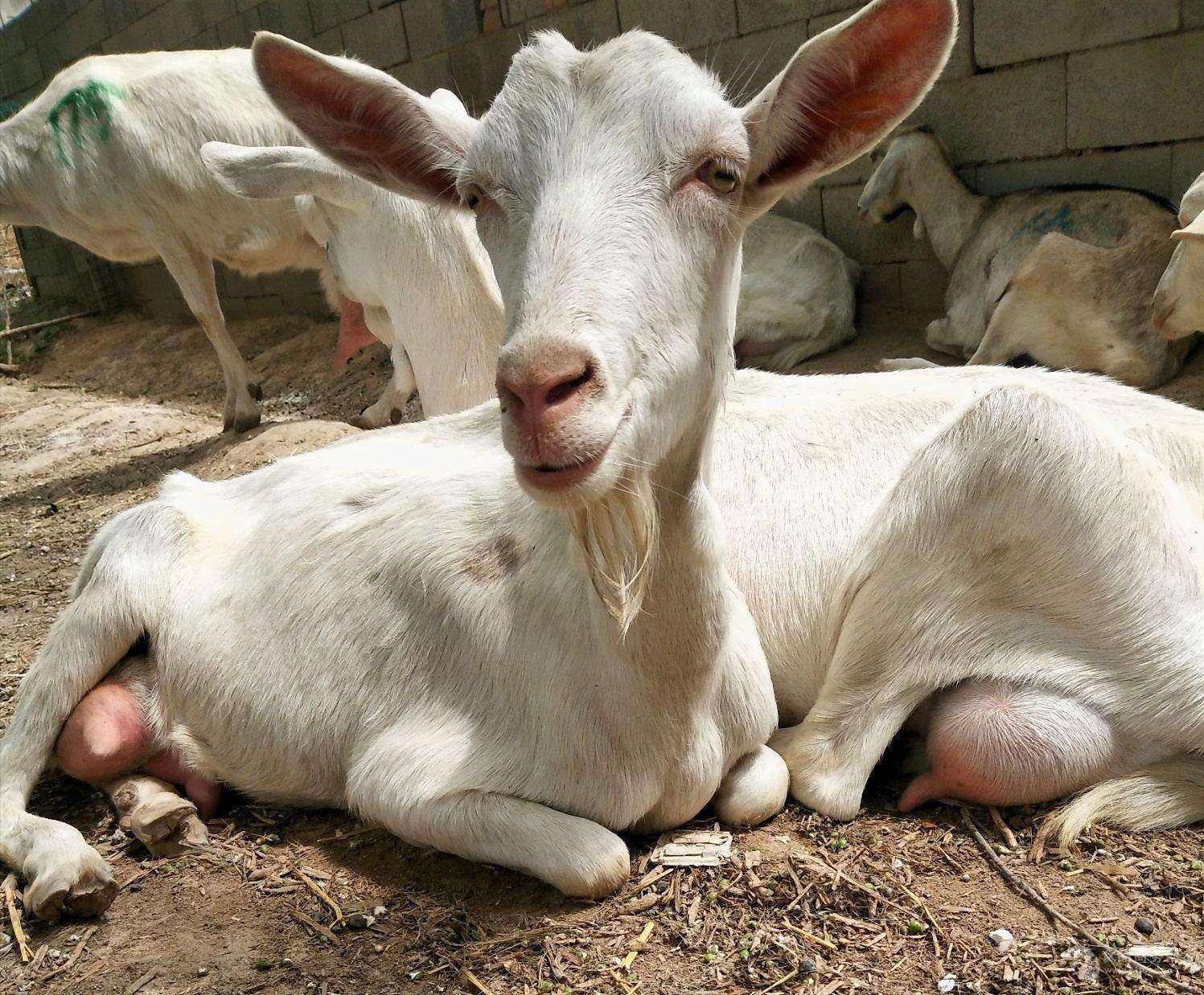 一只成年羊一天吃多少饲料?羊喂什么饲料追肥快?赶紧收藏学习!