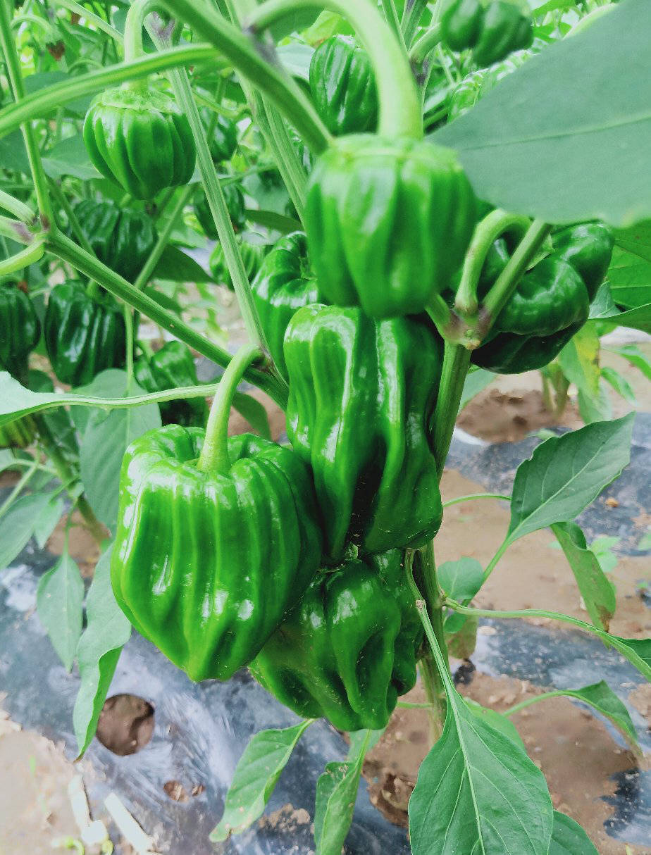 世嘉翠宝辣椒种子麻辣椒品种分析_风味_市场_果实