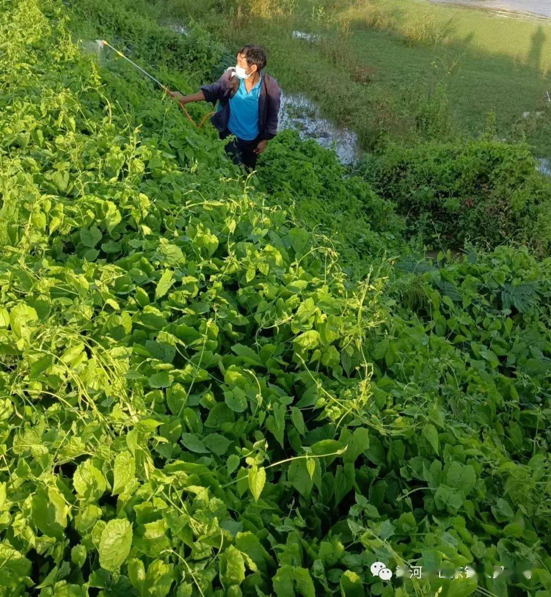 芒东镇农业综合服务中心到翁冷村召开薇甘菊防控现场培训