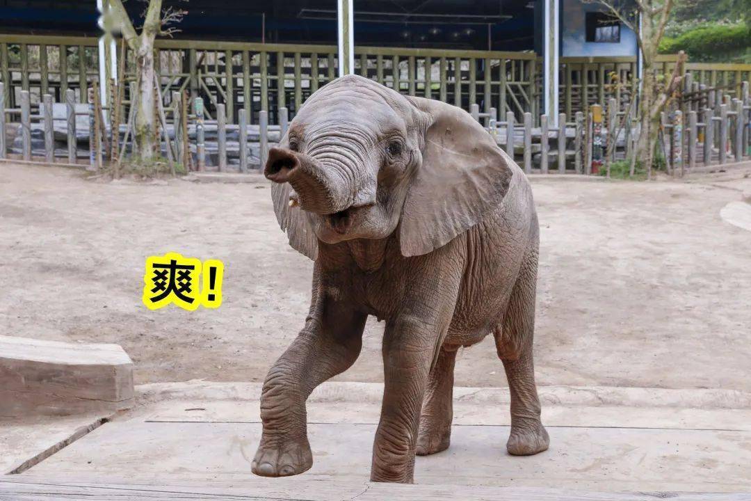 假如动物有表情,应该是这样_乐都_永川_主题