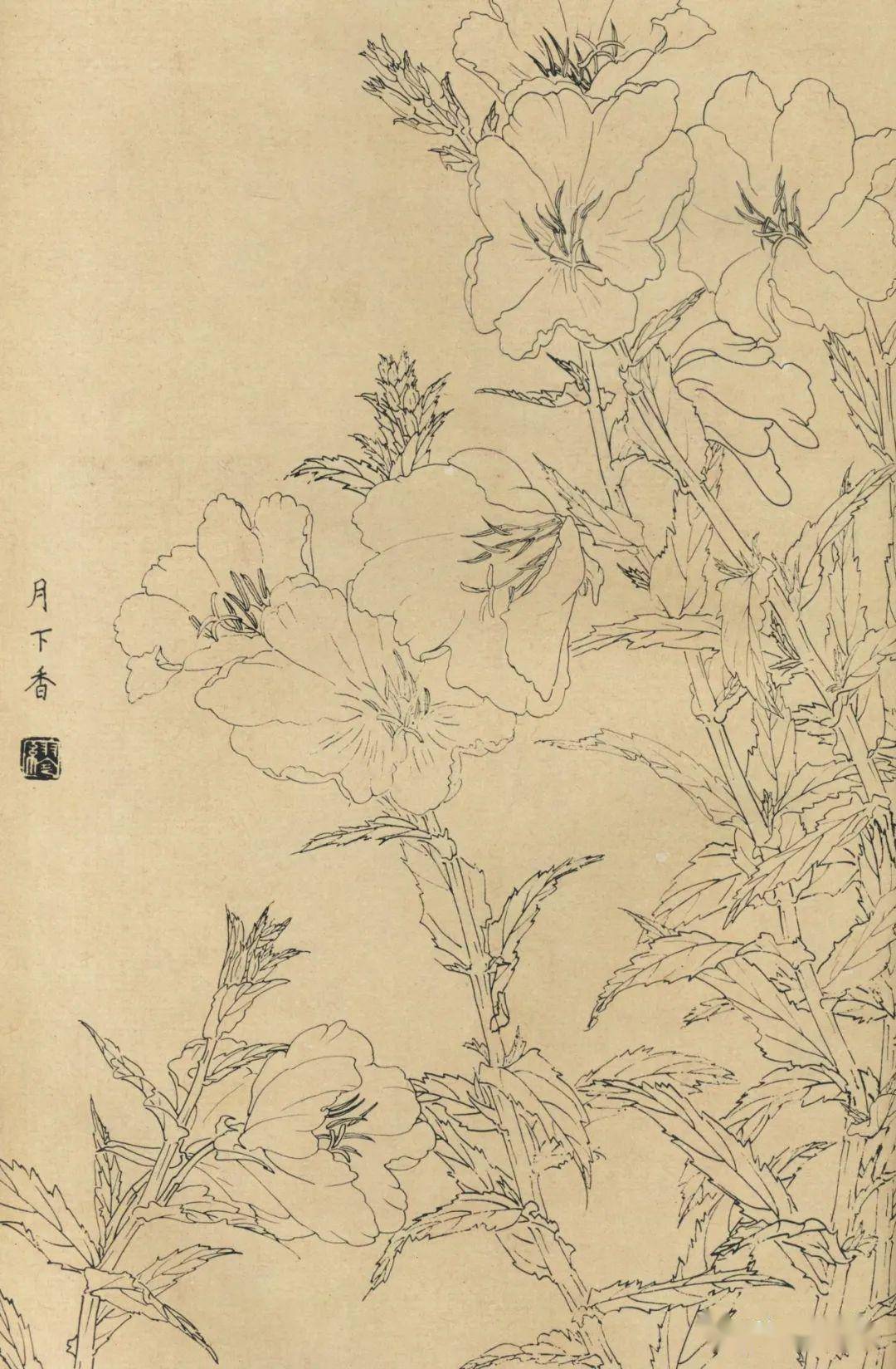 百花白描图谱