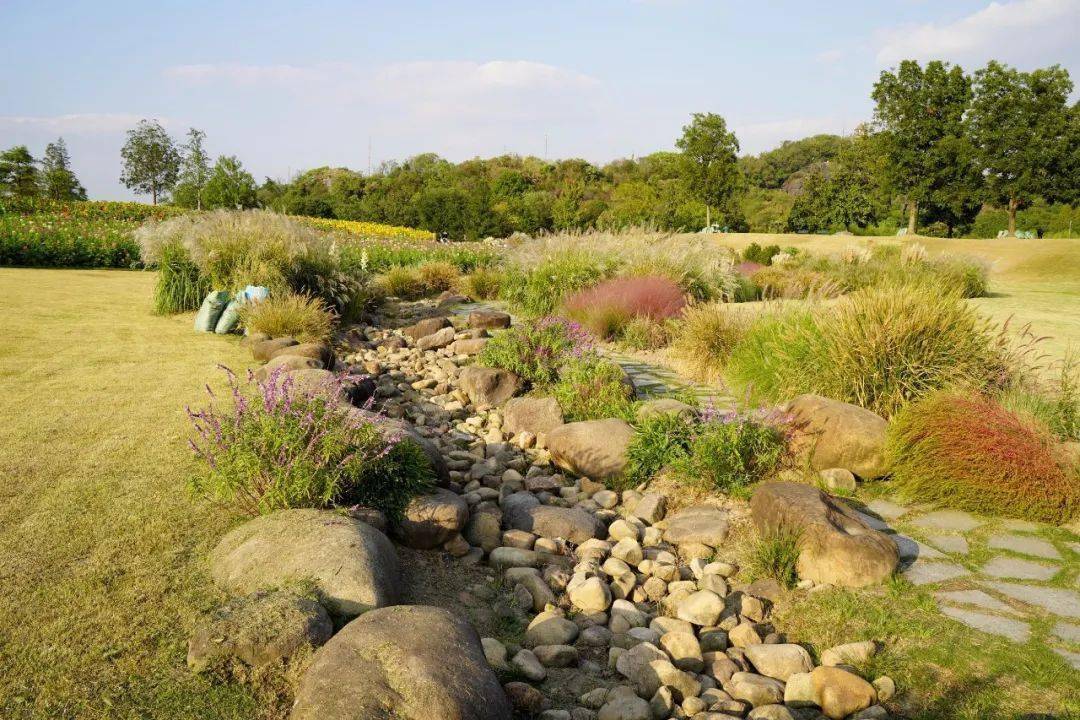 上海辰山植物园旱溪花境秋季景观赏析_进行_园林_时刻