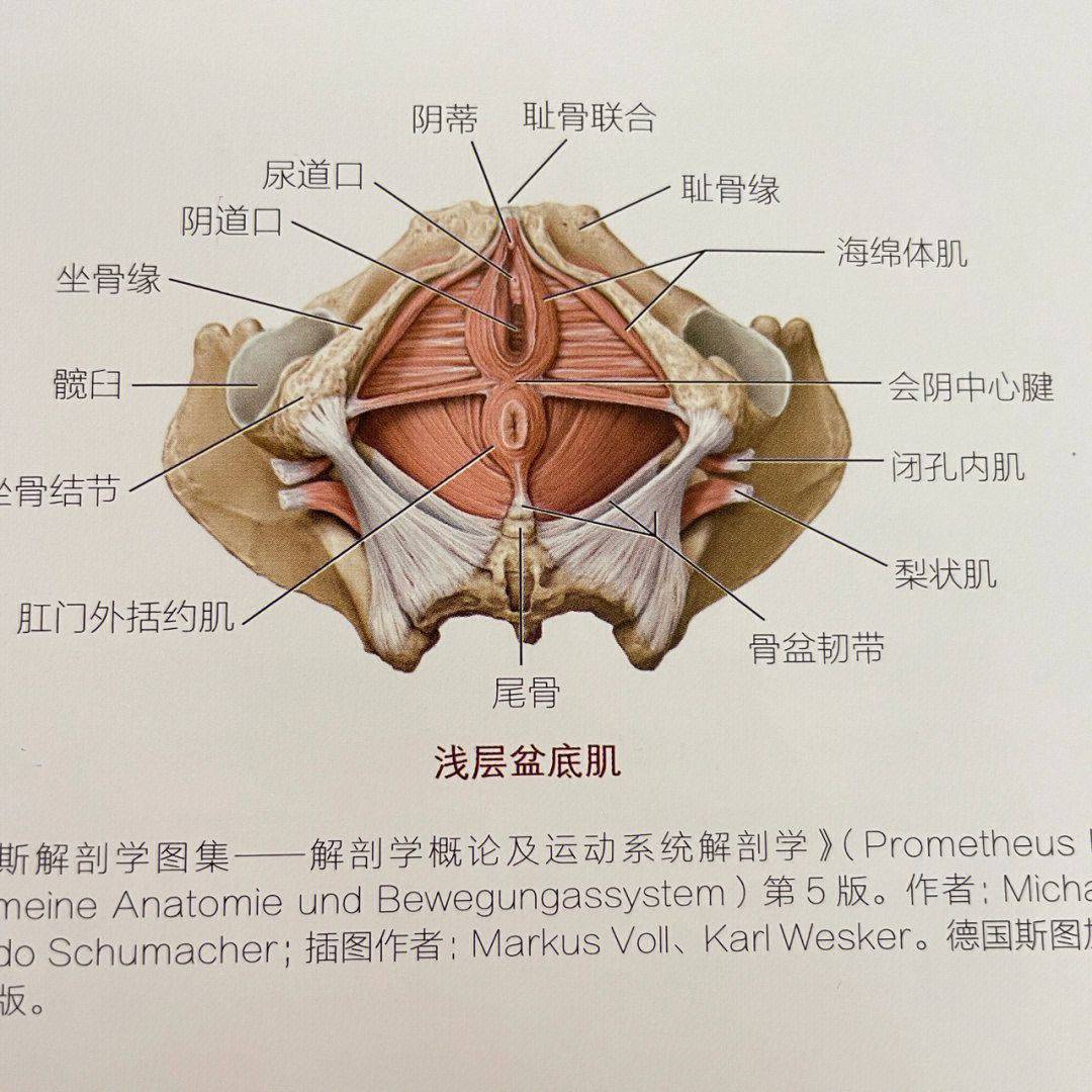 盆底肌3d立体图图片