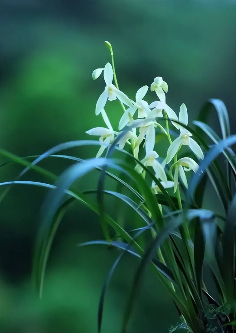 秋兰花开秋露零，有关秋兰的诗词，康熙皇帝为其赋诗，赞她为“王者之香”！