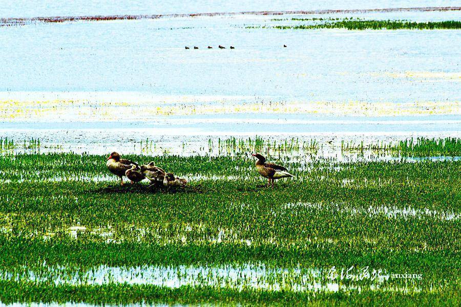 甘肃面积最大的淡水湖，被誉为高原明珠，风景秀美尕海湖