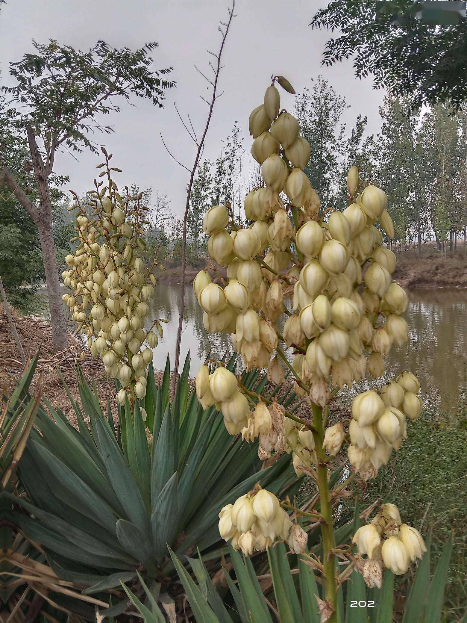 深秋恰是钓鲫时，岸边挥竿人如意，“老菜地”里更神情